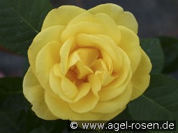 Akzent kaufen, click for more details Akzent