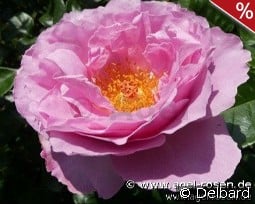 Alexandra David-Neel kaufen, click for more details Alexandra David-Neel