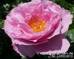 Alexandra David-Neel kaufen, click for more details Alexandra David-Neel