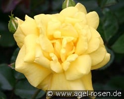 Allgold kaufen, click for more details Allgold