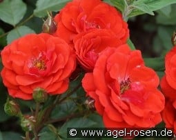 Allotria kaufen, click for more details Allotria