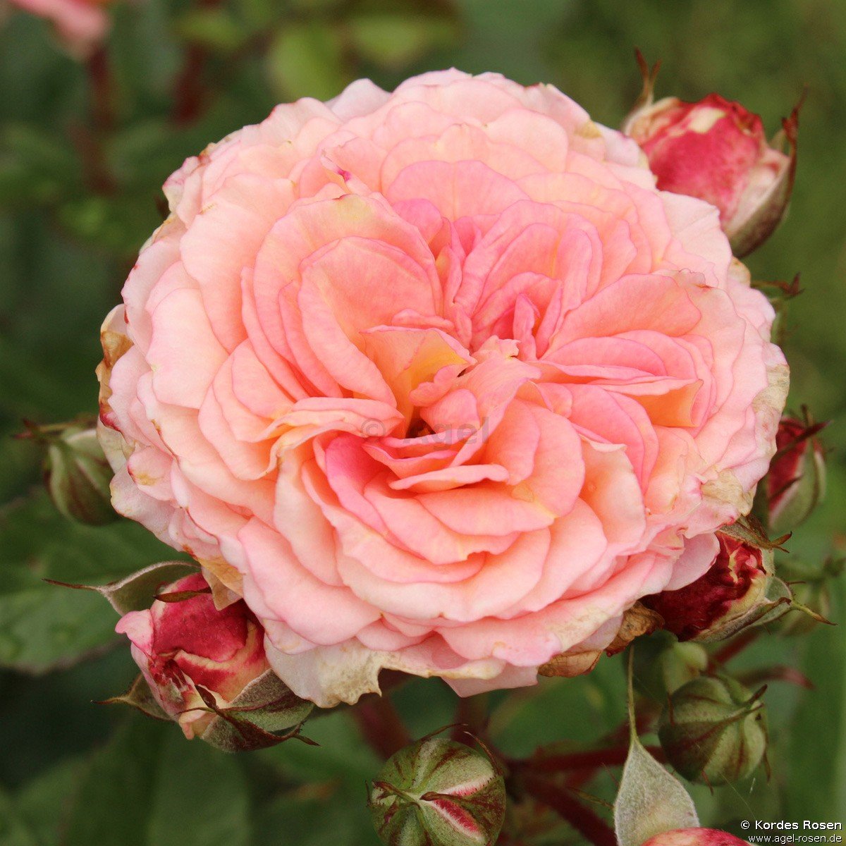 Buy Amaretto 2018 ® Floribunda Rose Agel Rosen