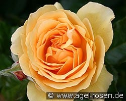 Amber Queen kaufen, click for more details Amber Queen