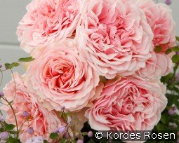 Amorosa kaufen, click for more details Amorosa