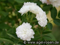 Anne-Marie de Montravel kaufen, click for more details Anne-Marie de Montravel