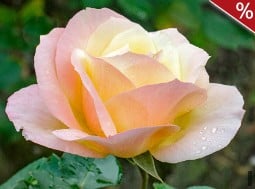 Apricot Queen Elizabeth kaufen, click for more details Apricot Queen Elizabeth