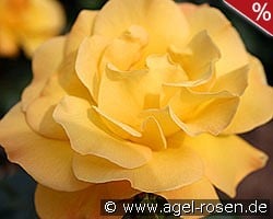 Arthur Bell kaufen, click for more details Arthur Bell