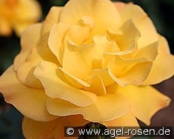 Arthur Bell kaufen, click for more details Arthur Bell