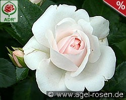 Aspirin Rose kaufen, click for more details Aspirin Rose