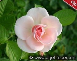 Astrid Lindgren kaufen, click for more details Astrid Lindgren