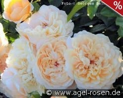 Avalanche Abricot kaufen, click for more details Avalanche Abricot