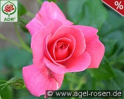 Bad Birnbach kaufen, click for more details Bad Birnbach