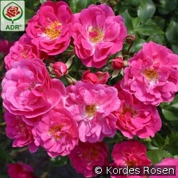 Bad Wörishofen syn. Pink Emely kaufen, click for more details Bad Wörishofen syn. Pink Emely