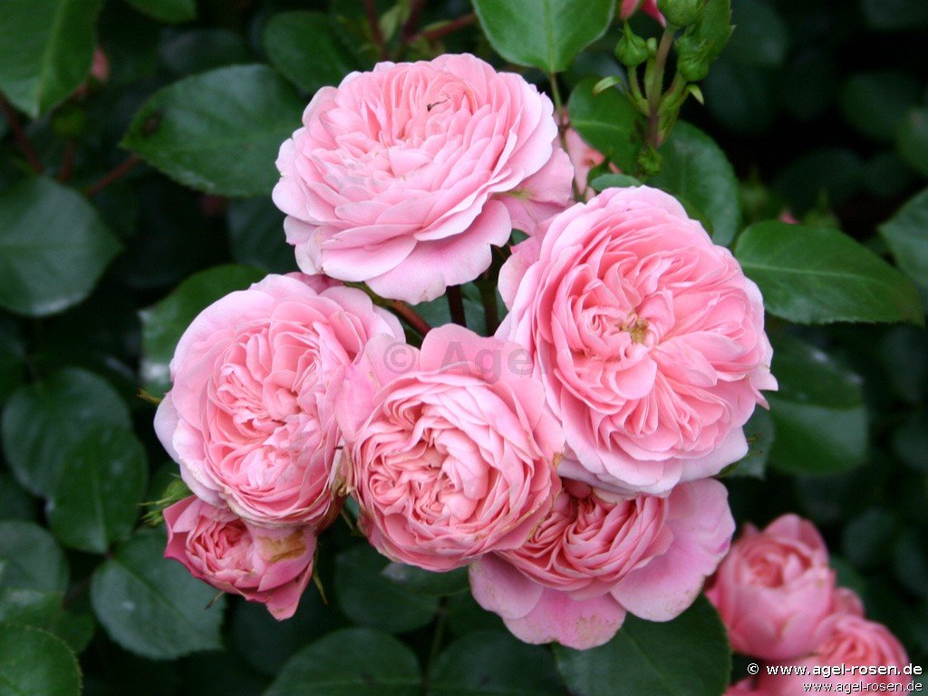 Buy Bailando ® Floribunda Rose Agel Rosen