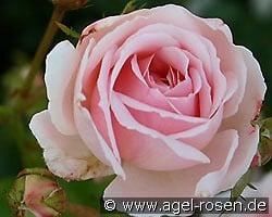 Ballade kaufen, click for more details Ballade