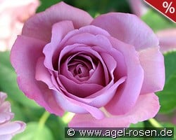 Baltik kaufen, click for more details Baltik