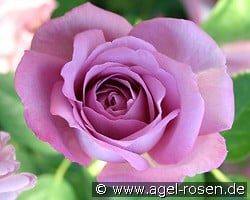 Baltik kaufen, click for more details Baltik