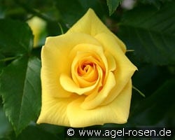 Bayerngold kaufen, click for more details Bayerngold