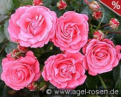 Bella Rosa kaufen, click for more details Bella Rosa