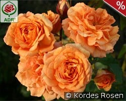 Bentheimer Gold kaufen, click for more details Bentheimer Gold