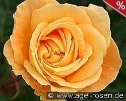 Bernstein Rose kaufen, click for more details Bernstein Rose