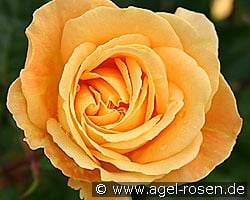 Bernstein Rose kaufen, click for more details Bernstein Rose