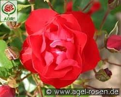 Black Forest Rose