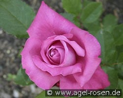 Blue Parfum kaufen, click for more details Blue Parfum