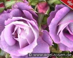 Blue for you kaufen, click for more details Blue for you