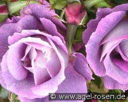 Blue for you kaufen, click for more details Blue for you