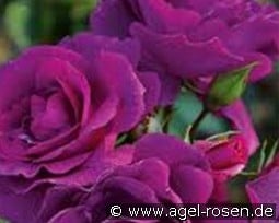 Bluebell kaufen, click for more details Bluebell