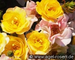 Bordure Camaieu Jaune kaufen, click for more details Bordure Camaieu Jaune