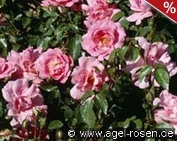 Bordure Rose kaufen, click for more details Bordure Rose