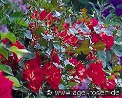 Bordure Vermillon kaufen, click for more details Bordure Vermillon