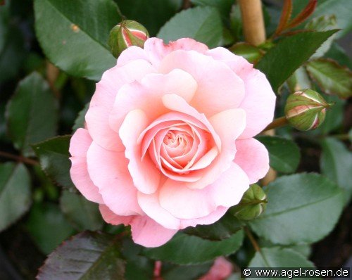 Botticelli ® – Floribunda Rose – buy at AGEL ROSEN