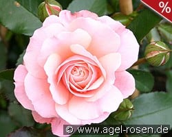Botticelli kaufen, click for more details Botticelli