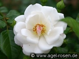 Brautzauber kaufen, click for more details Brautzauber