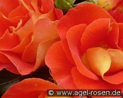 Bright and Breezy kaufen, click for more details Bright and Breezy