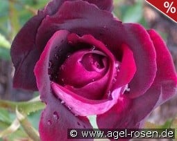 Burgundy Iceberg kaufen, click for more details Burgundy Iceberg