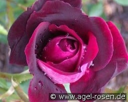 Burgundy Iceberg kaufen, click for more details Burgundy Iceberg