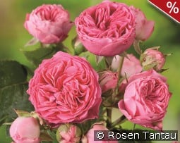 Candy Rokoko kaufen, click for more details Candy Rokoko