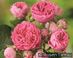 Candy Rokoko kaufen, click for more details Candy Rokoko