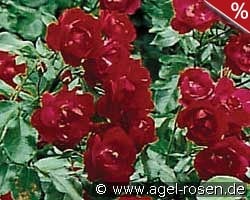 Centennaire de Lourdes Rouge kaufen, click for more details Centennaire de Lourdes Rouge