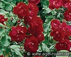 Centennaire de Lourdes Rouge kaufen, click for more details Centennaire de Lourdes Rouge