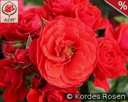 Cherry Girl kaufen, click for more details Cherry Girl