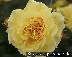 China Girl kaufen, click for more details China Girl