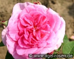 Claire Marshall syn. Jennifer Rose kaufen, click for more details Claire Marshall syn. Jennifer Rose