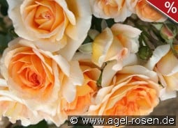 Cocarde kaufen, click for more details Cocarde