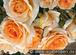 Cocarde kaufen, click for more details Cocarde