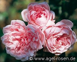 Comtesse de Ségur kaufen, click for more details Comtesse de Ségur